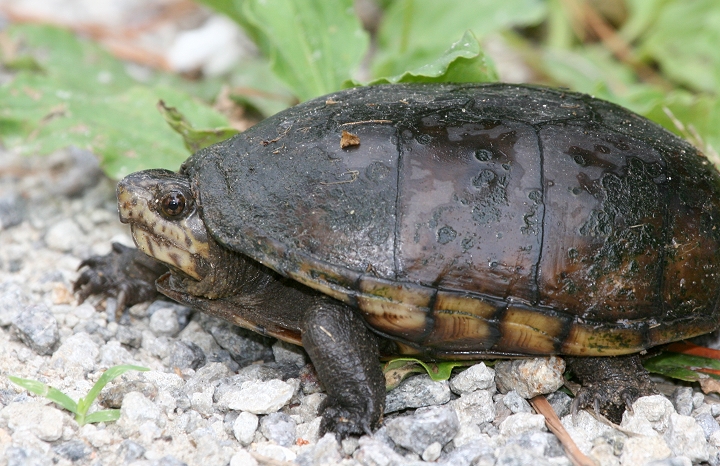 eastern mud turtle baby