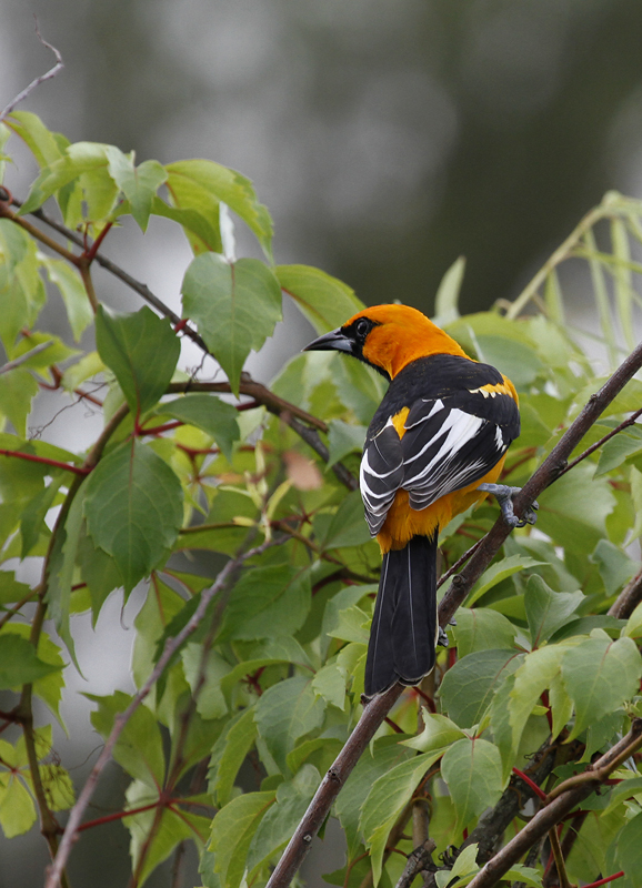 red breasted oriole bird