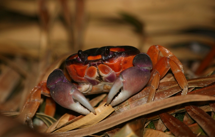 Biofiles Blackback Land Crab Em Gecarcinus Lateralis Em