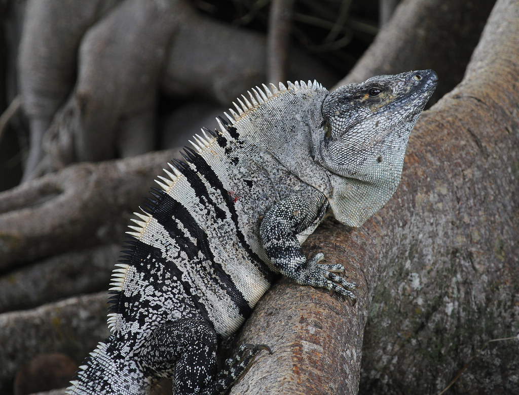 spiny tailed iguana