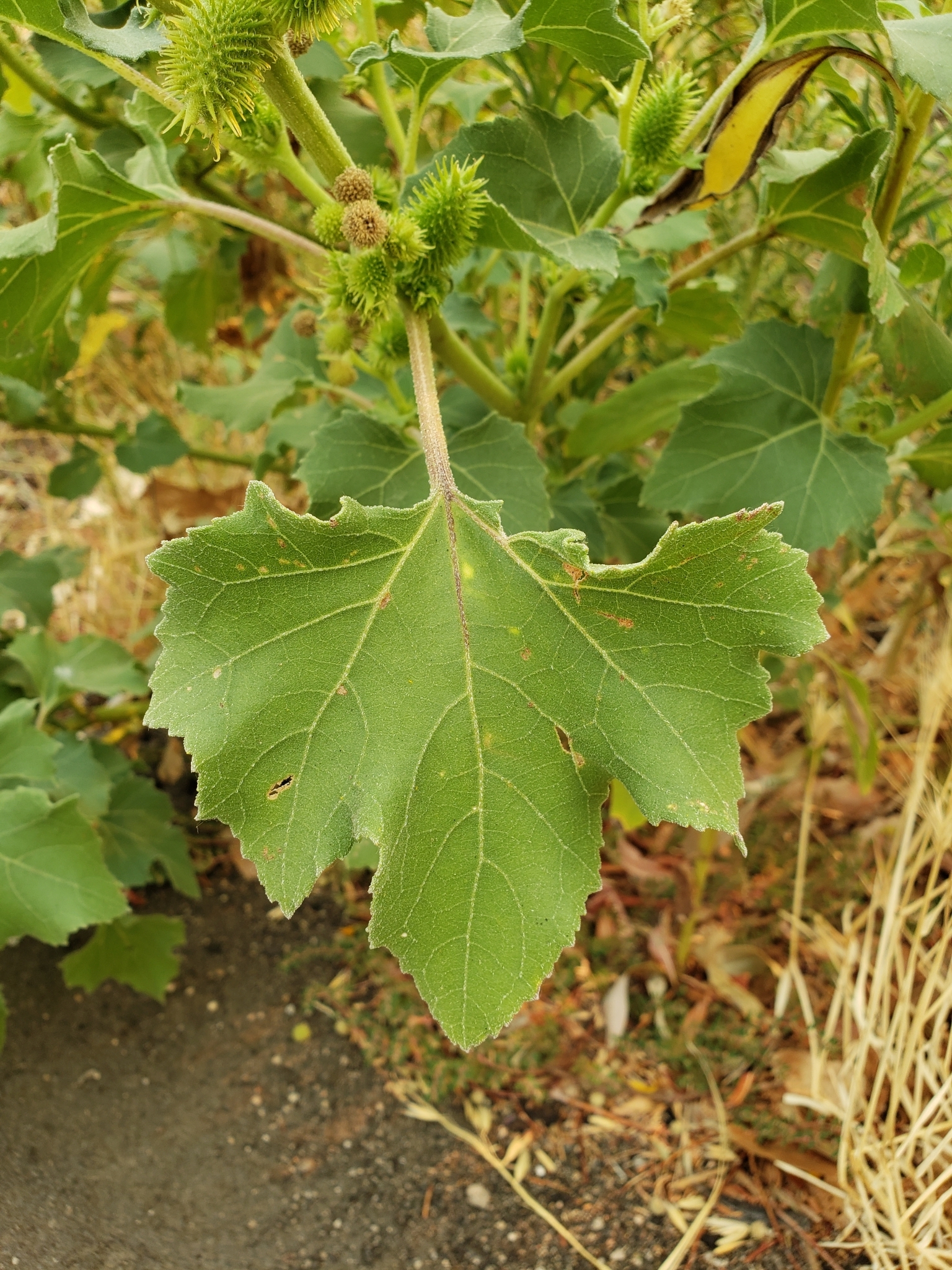 BioFiles - Rough Cocklebur ( Xanthium strumarium )