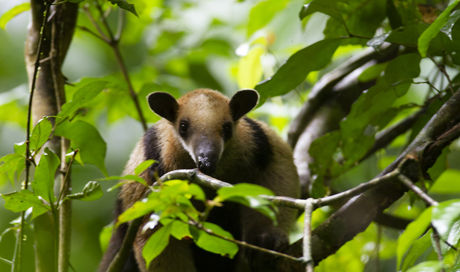 BioFiles - Northern Tamandua (Tamandua mexicana)