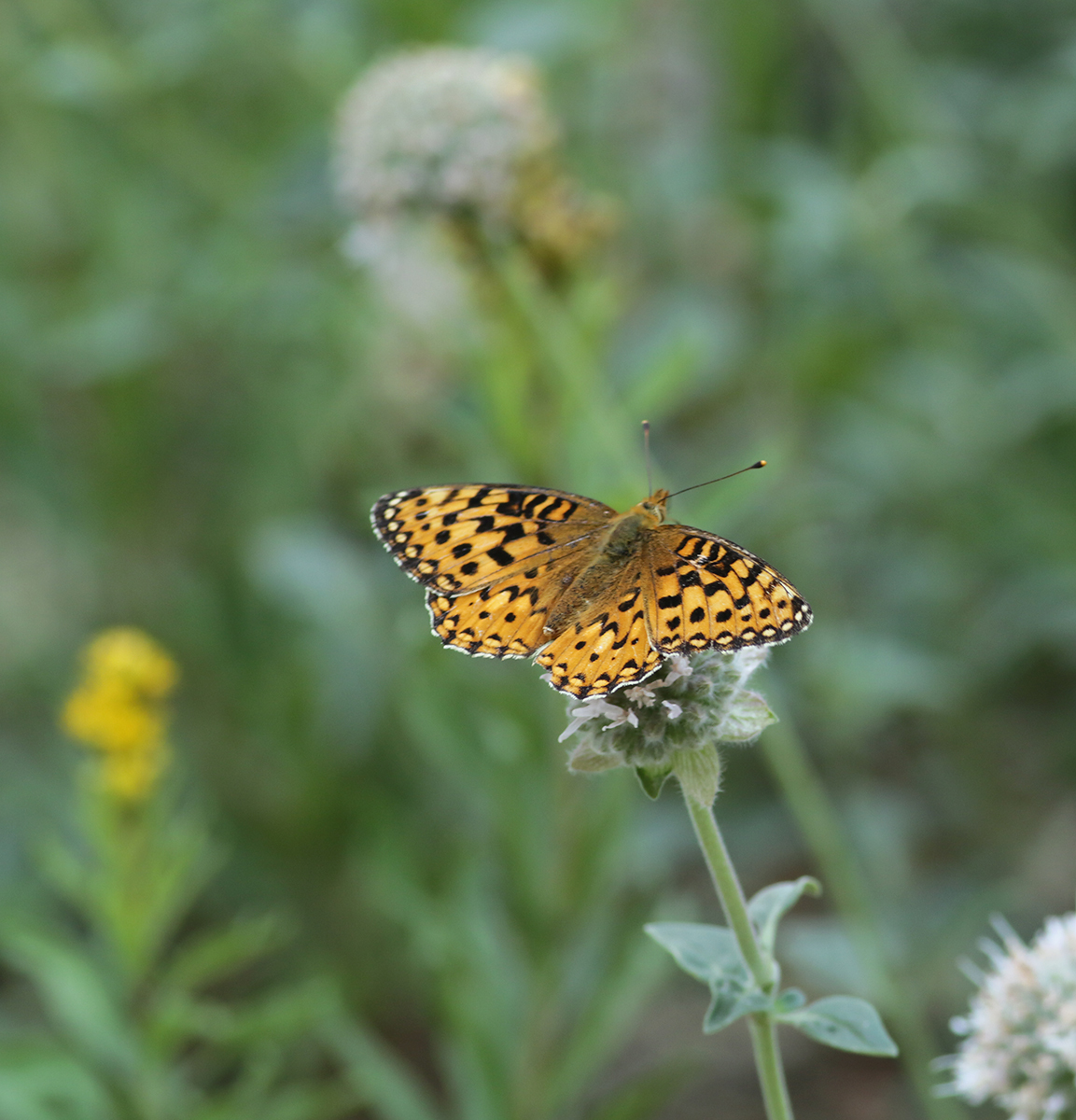 BioFiles - Mormon Fritillary (Argynnis mormonia)