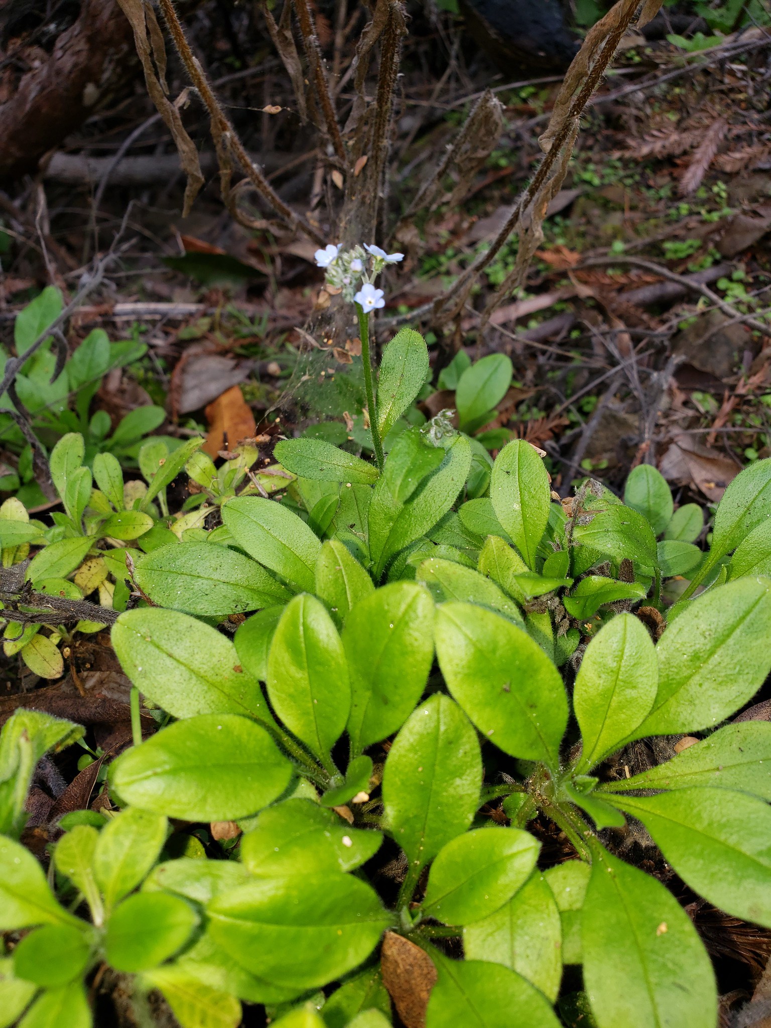 BioFiles - Broadleaf Forget-Me-Not (Myosotis latifolia)