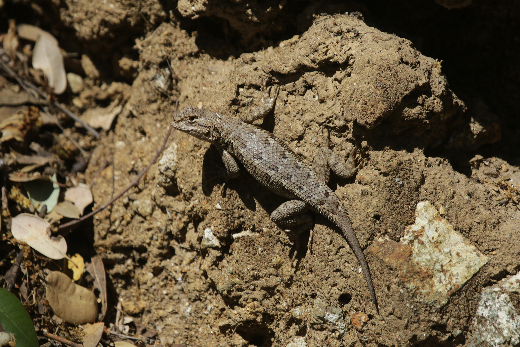 Western Fence Lizard (Sceloporus occidentalis) · iNaturalist